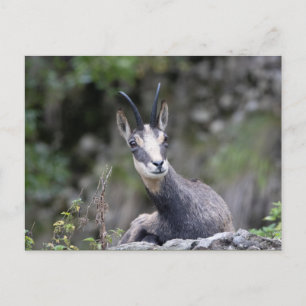 Carte Postale Rupicapra rupicapra