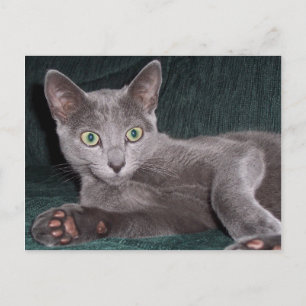 Carte postale russe Blue Kitten