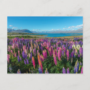 Carte Postale Russle Lupines au lac Tekapo   Nouvelle-Zélande