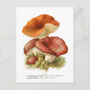Carte Postale Russula depallens & R.vesca