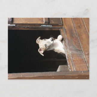 Carte postale Rustique Whippet