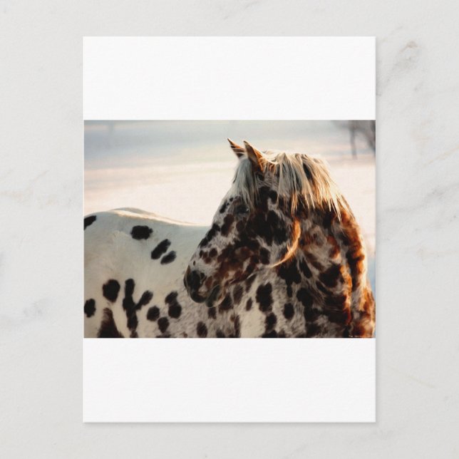 Carte Postale Rusty the Appaloosa (Devant)