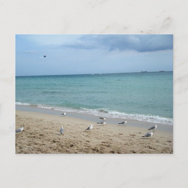Carte Postale Sable et mouettes (Devant)