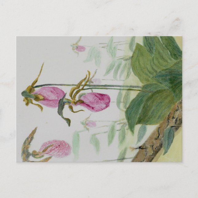 Carte postale Sabot de la Vierge (Devant)
