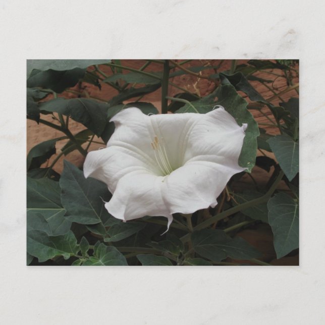 Carte Postale Sacré Datura (Devant)