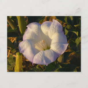 Carte Postale Sacré Fleur sauvage du désert des fleurs de Datura