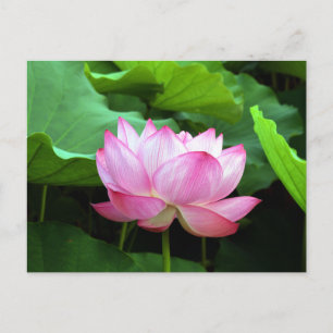 Carte Postale Sacred Lotus : Japon