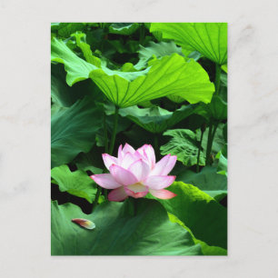 Carte Postale Sacred Lotus : Japon