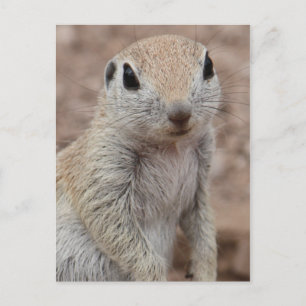 Carte postale Sad Squirel