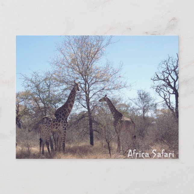 Carte Postale Safari Afrique (Devant)