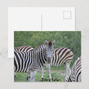 Carte Postale Safari Afrique Zèbre
