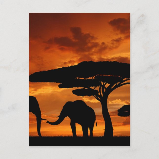 Carte Postale Safari Baobab africain silhouette d'éléphant (Devant)