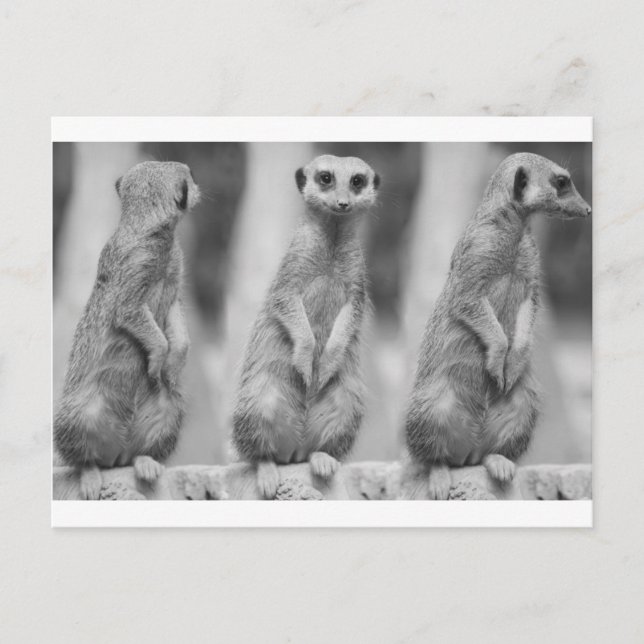 Carte Postale Safari Cute African Classé Suricate Meerkat (Devant)