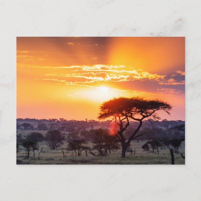 Carte Postale Safari dans le Parc National du Serengeti (Devant)