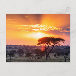 Carte Postale Safari dans le Parc National du Serengeti