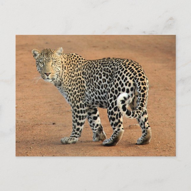 Carte Postale Safari Leopard Qui Vous Revient (Devant)