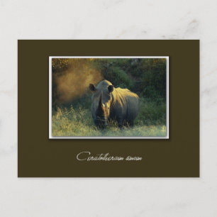 Carte postale safari Rhino