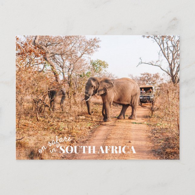 Carte Postale Safari sud-africain (Devant)