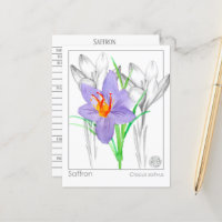 Saffron Crocus Herb Plante Materia Medica