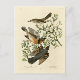 Carte Postale Sage Thrasher and Varied Thrush, Audubon's Birds