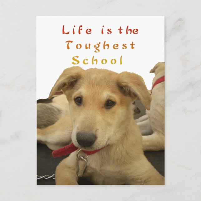 Carte Postale Sagesse d'or : Une vision oeil de chien de l'école (Devant)