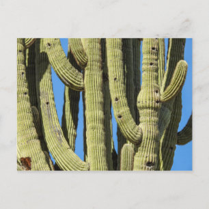 Carte postale Saguaro
