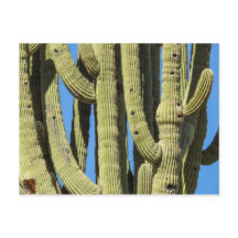 Carte postale Saguaro
