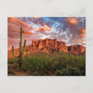 Carte Postale Saguaro Cactus