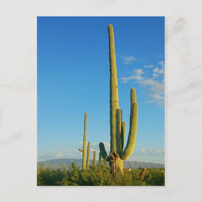 Carte Postale Saguaro Cactus (Devant)