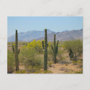 Carte Postale Saguaro Cactus
