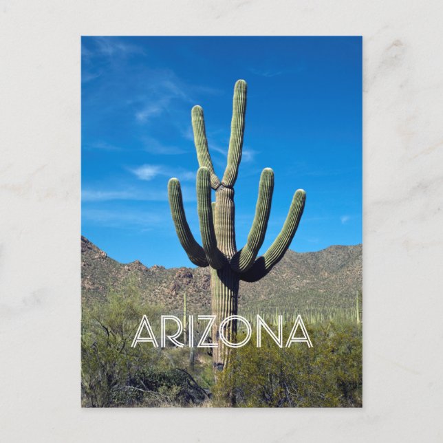 Carte postale Saguaro Cactus (Devant)