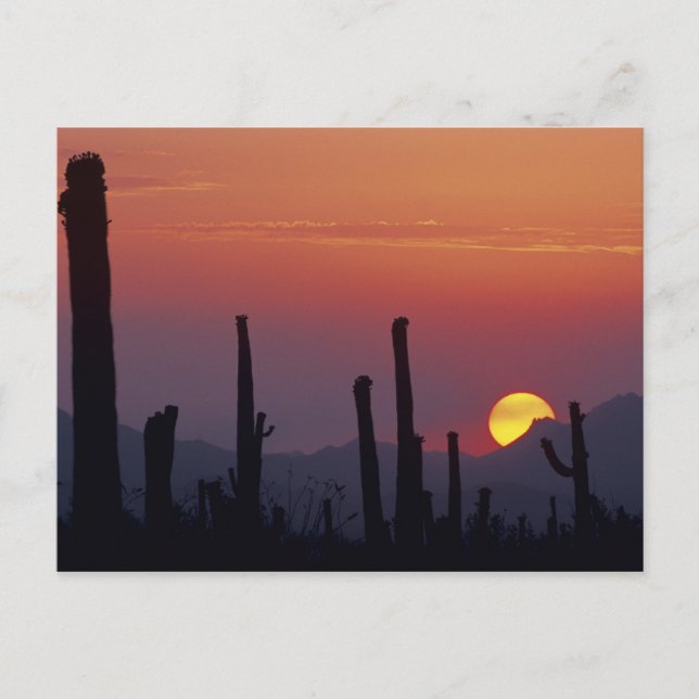 Carte Postale Saguaro Cactus Carnegiea gigantea), coucher du sol (Devant)