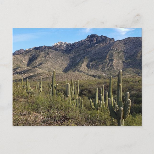 Carte Postale Saguaro Cactus et Catalina Mountains, Tucson AZ (Devant)