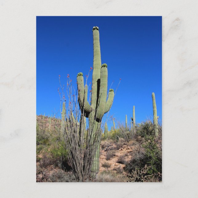 Carte Postale Saguaro Cactus no 1 (Devant)