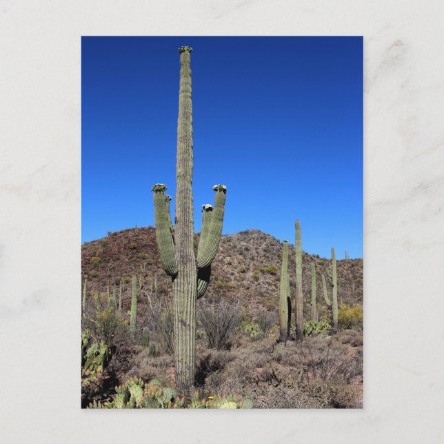Carte Postale Saguaro Cactus no 9 (Devant)