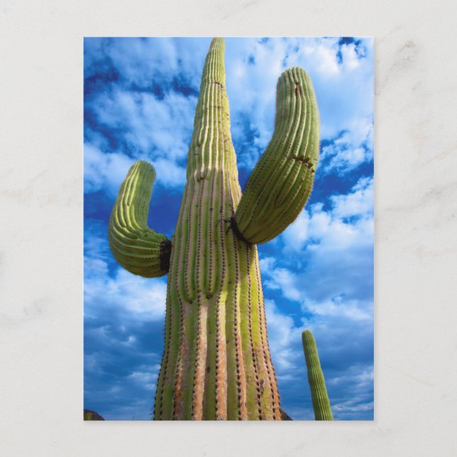 Carte Postale Saguaro cactus portrait, Arizona (Devant)