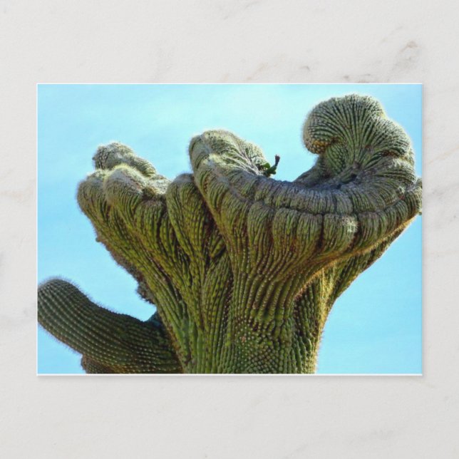 Carte Postale saguaro déformé cactus.jpg (Devant)
