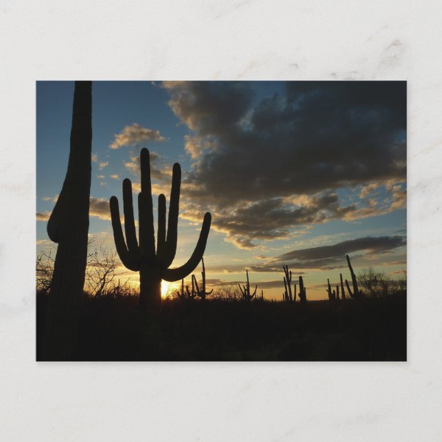 Carte Postale Saguaro Sunset II Arizona (Devant)