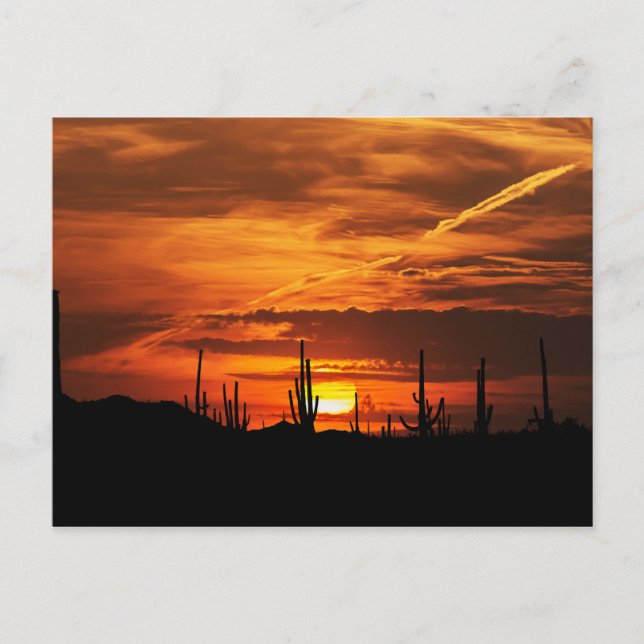 Carte Postale Saguaros pittoresque au coucher du soleil (Devant)