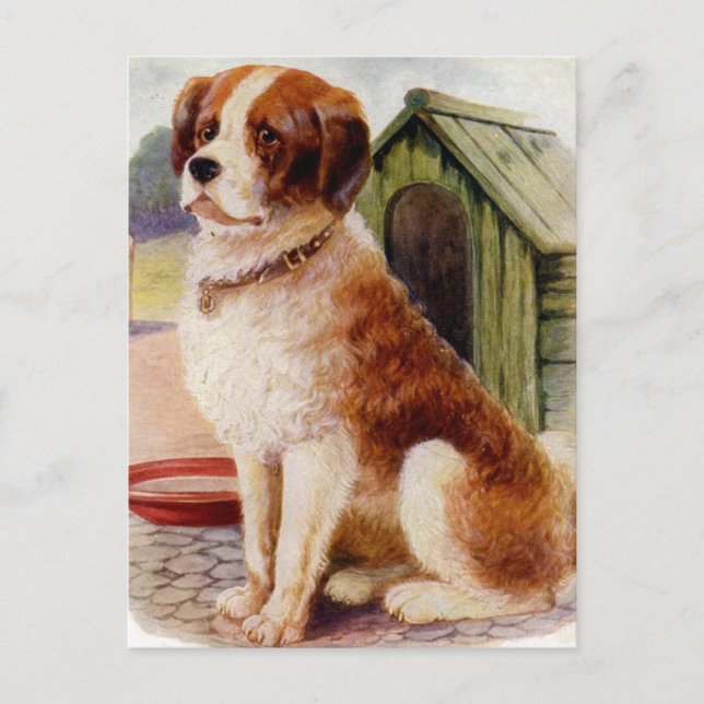 Carte Postale Saint Bernard (Devant)