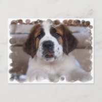 Carte postale Saint Bernard