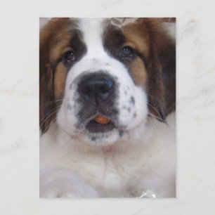 Carte postale Saint Bernard