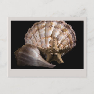 Carte Postale Saint Jacques, Whelk, Etoile de mer