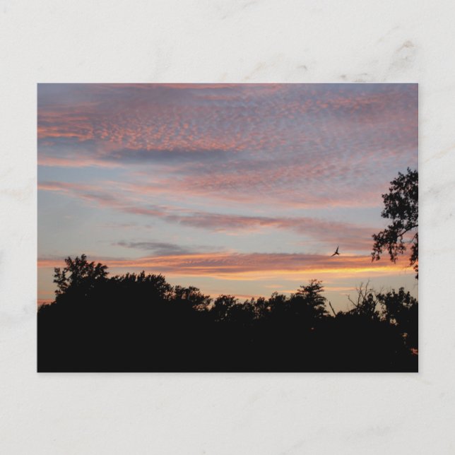 Carte Postale Saint-Louis Sunset (Devant)