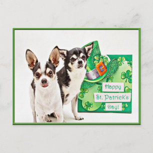 Carte Postale Saint Patrick's Day Chihuahua's