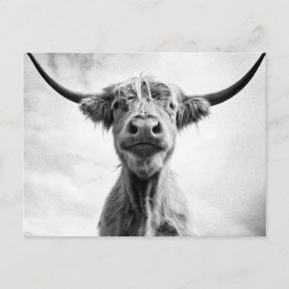 Carte Postale Saint Vache Mesotint Style Art Photographie L