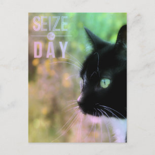 Carte Postale Saisir le chat du jour