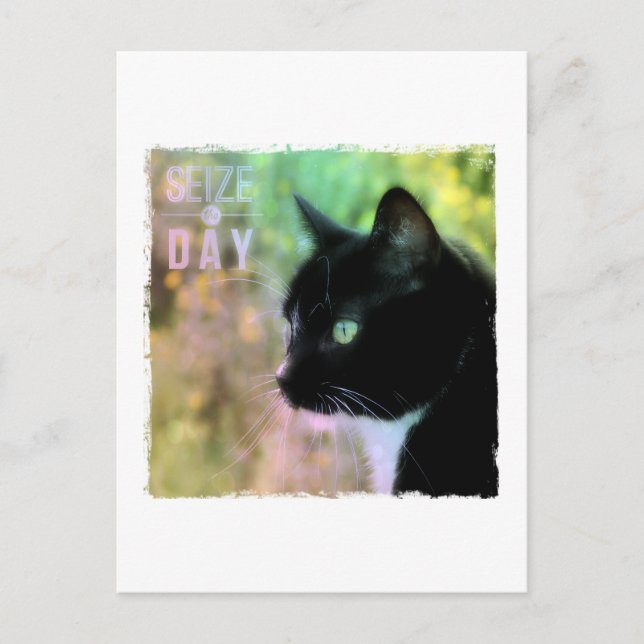 Carte Postale Saisir le chat du jour (Devant)