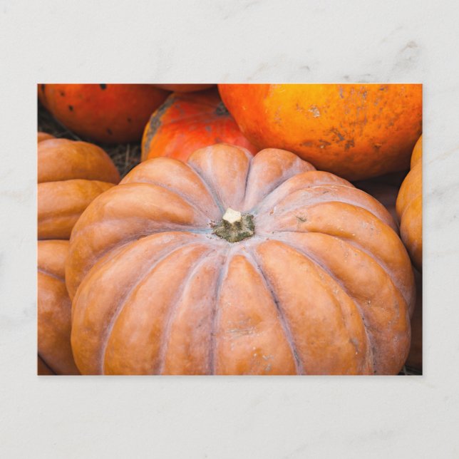 Carte Postale Saison citrouille (Devant)