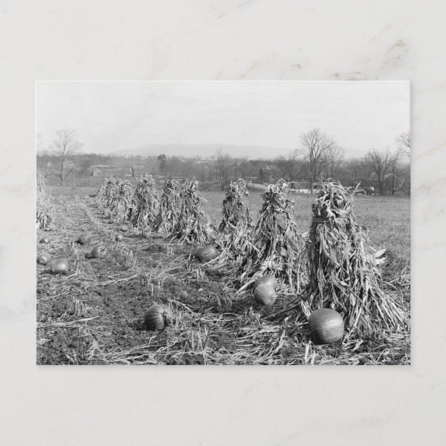 Carte Postale Saison de la récolte, 1906 (Devant)